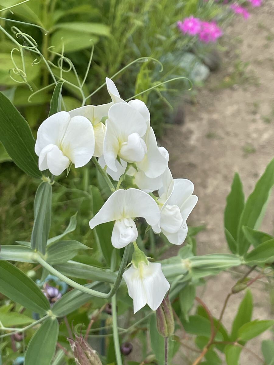 花種　スイートピー　白　宿根　10粒　北海道より　美しいわ〜_画像1