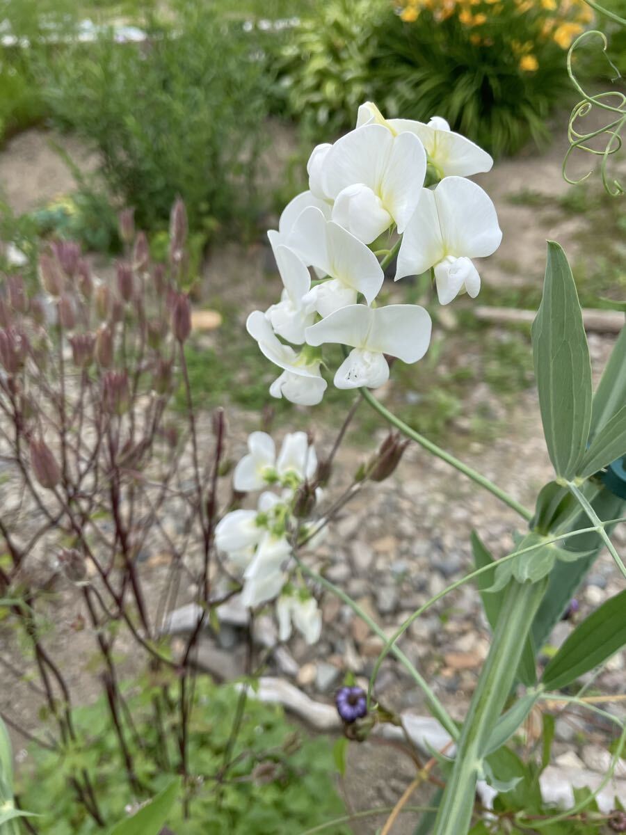 花種　スイートピー　白　宿根　10粒　北海道より　美しいわ〜_画像2