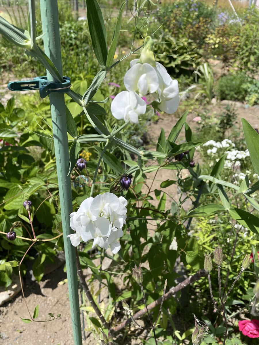 花種　スイートピー　白　宿根　10粒　北海道より　美しいわ〜_画像3
