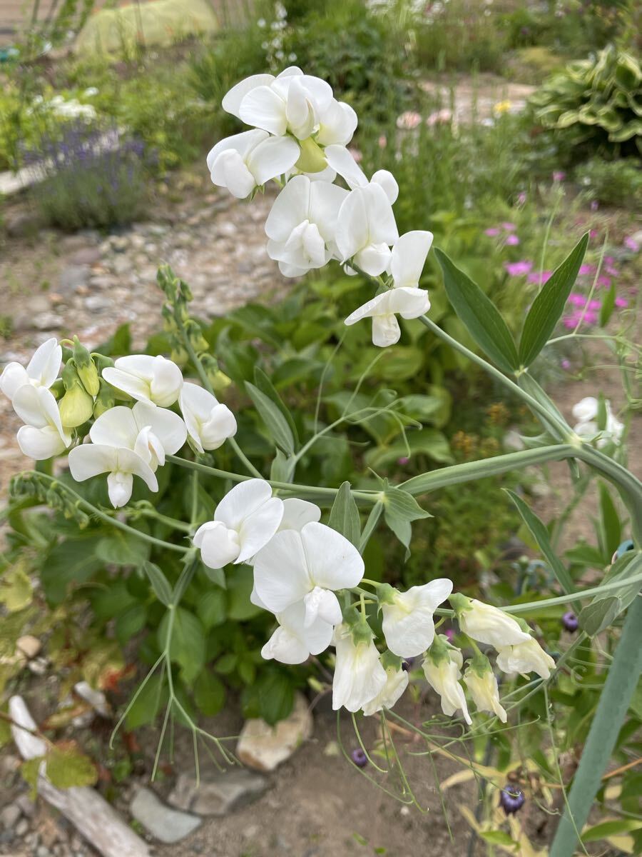 花種　スイートピー　白　宿根　10粒　北海道より　美しいわ〜_画像4