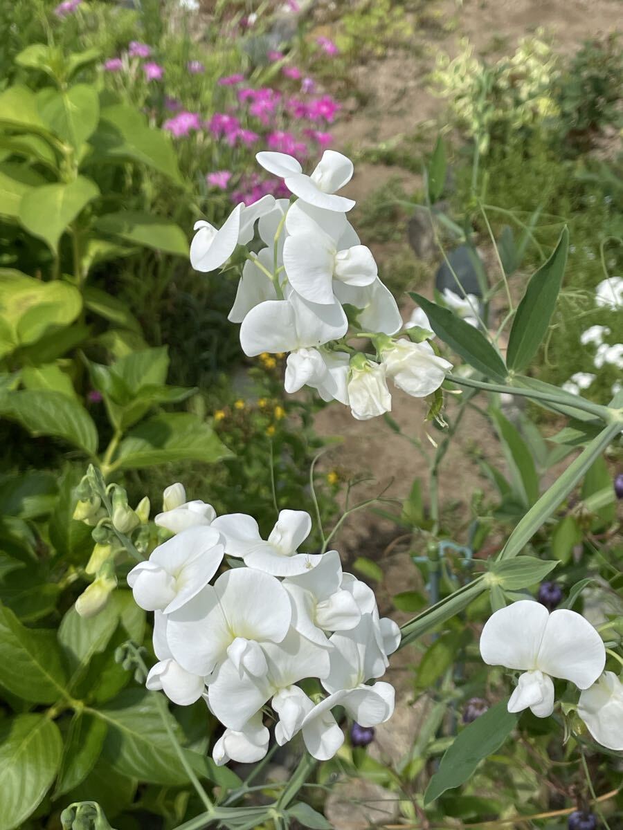 花種　スイートピー　白　宿根　10粒　北海道より　美しいわ〜_画像6
