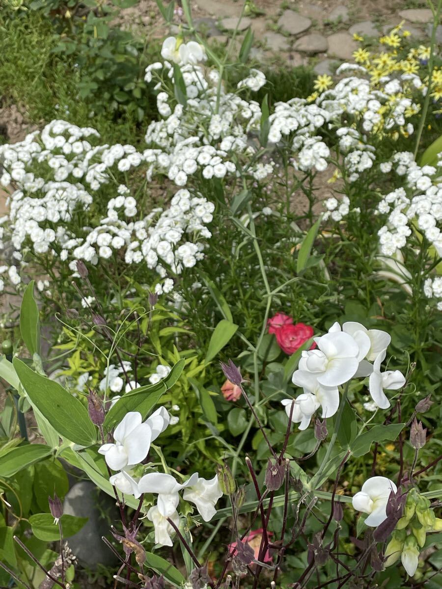 花種　スイートピー　白　宿根　10粒　北海道より　美しいわ〜_画像7