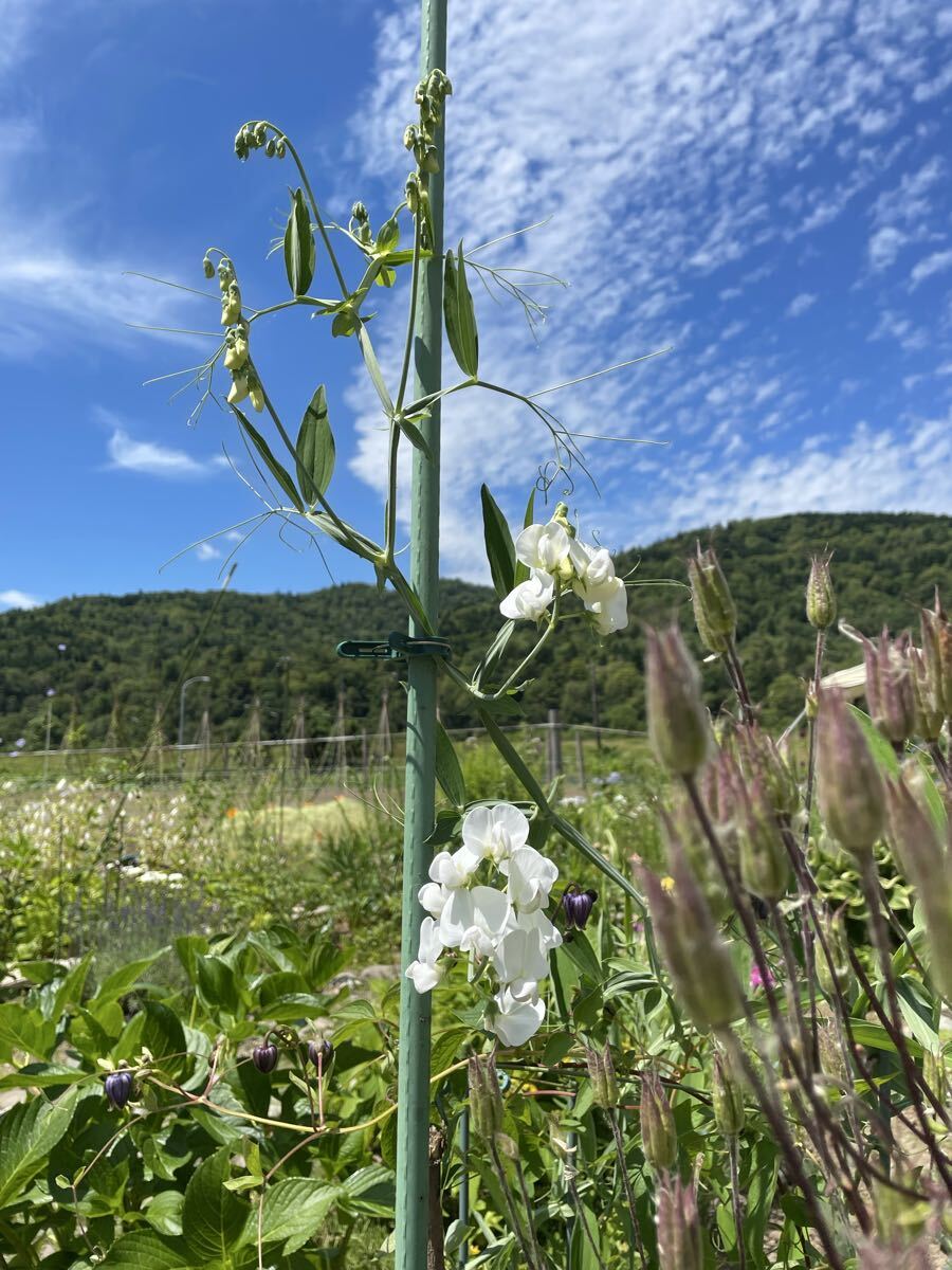 花種　スイートピー　白　宿根　10粒　北海道より　美しいわ〜_画像8