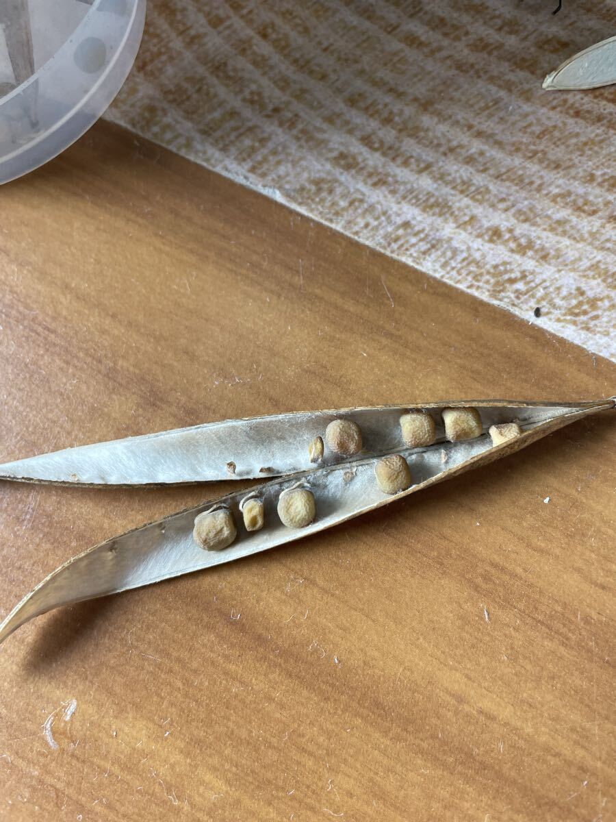 花種　スイートピー　白　宿根　10粒　北海道より　美しいわ〜_画像9