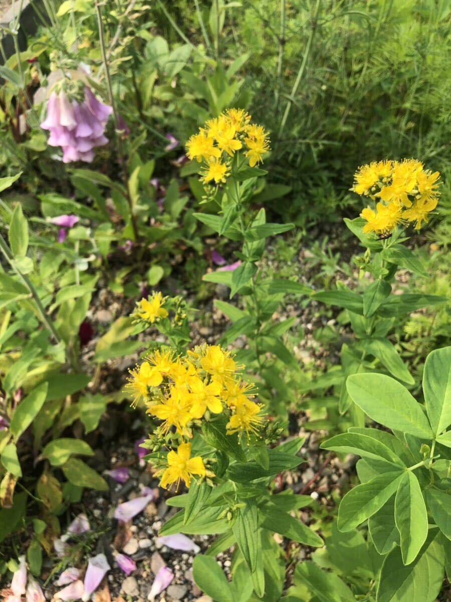 花種　オトギリソウ　野草　宿根草　薬草　約100粒？　北海道より_画像2