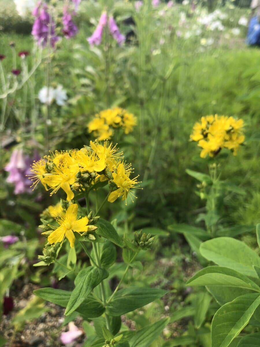 花種　オトギリソウ　野草　宿根草　薬草　約100粒？　北海道より_画像3