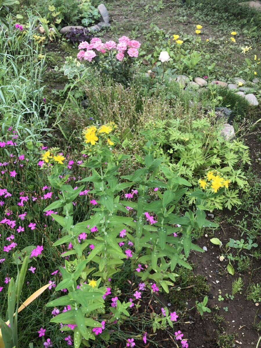 花種　オトギリソウ　野草　宿根草　薬草　約100粒？　北海道より_画像4