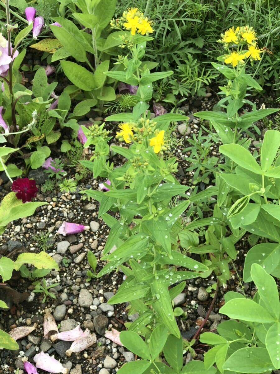 花種　オトギリソウ　野草　宿根草　薬草　約100粒？　北海道より_画像5