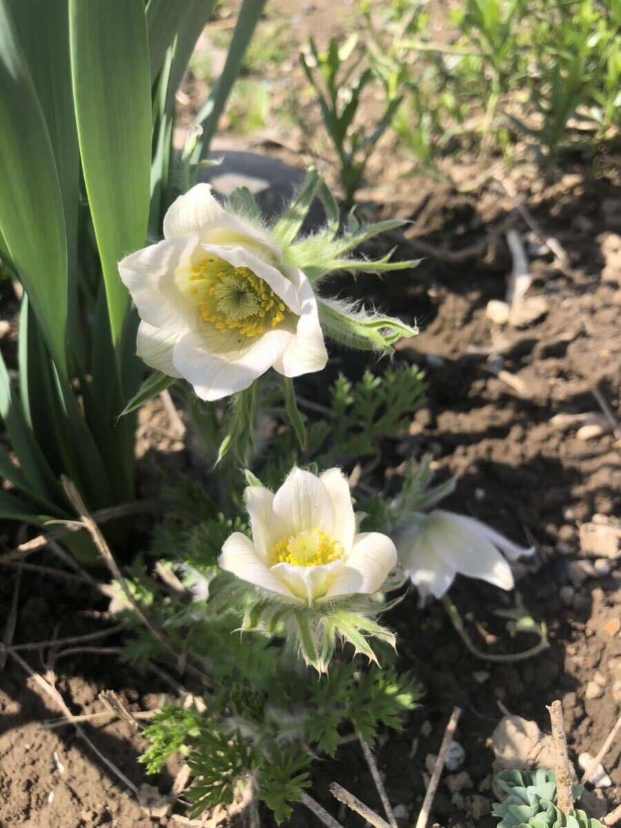 花種　西洋オキナグサ　白　約20粒以上　宿根草　北海道より_画像2