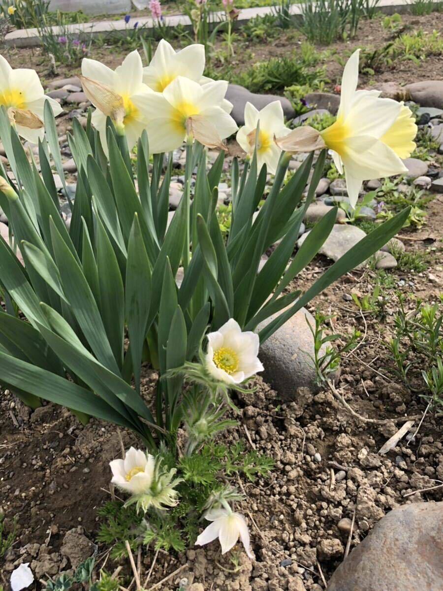 花種　西洋オキナグサ　白　約20粒以上　宿根草　北海道より_画像3