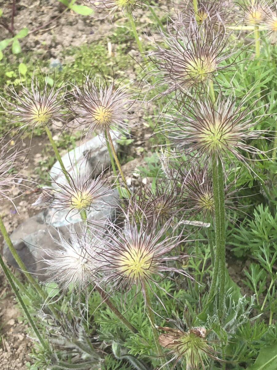 花種　西洋オキナグサ　白　約20粒以上　宿根草　北海道より_画像5