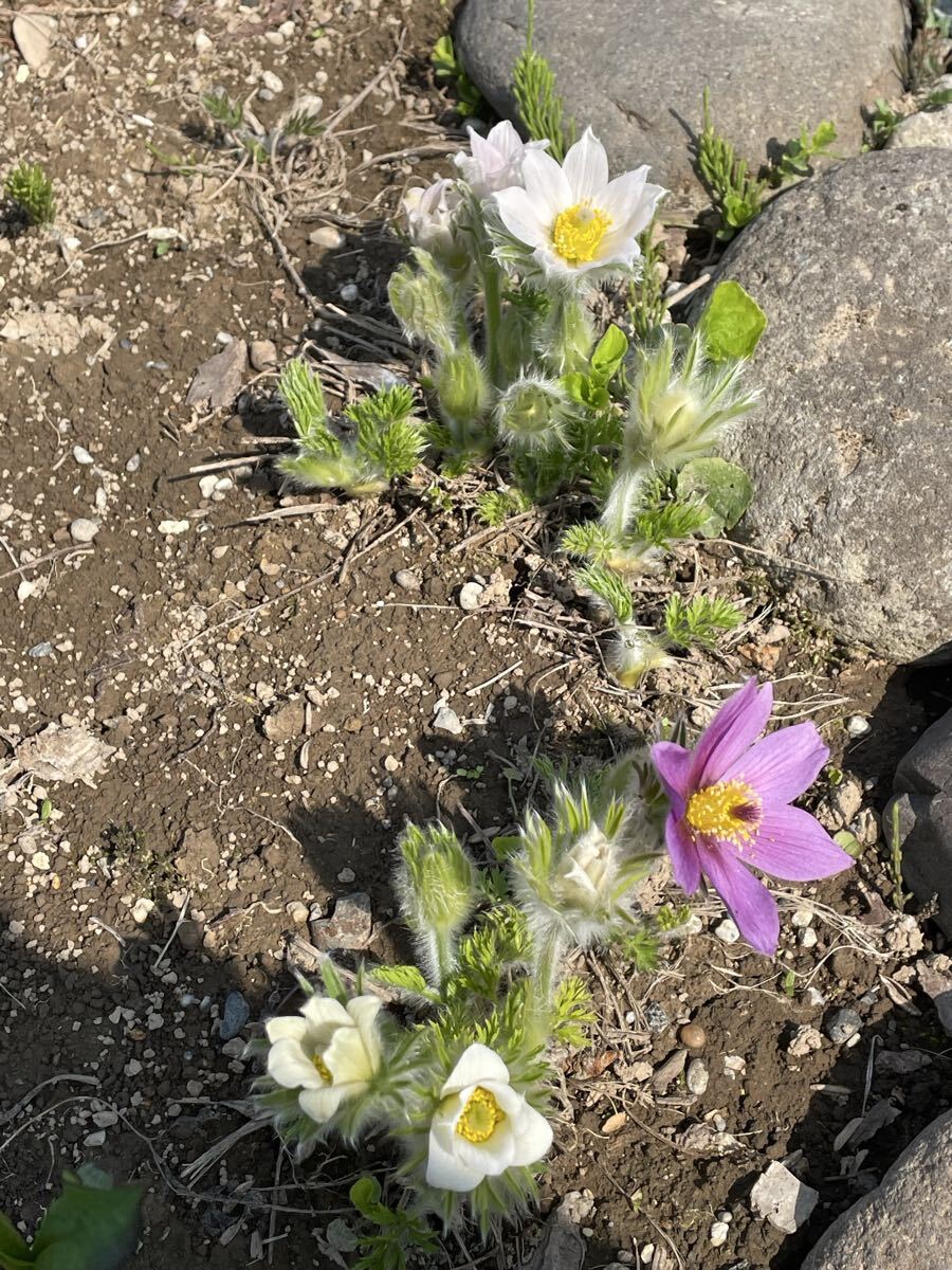 花種　西洋オキナグサ　白　約20粒以上　宿根草　北海道より_画像7