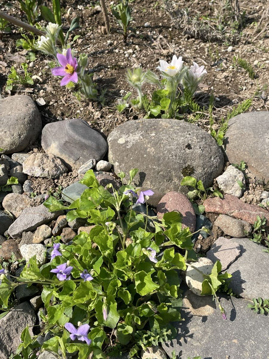 花種　西洋オキナグサ　白　約20粒以上　宿根草　北海道より_画像8