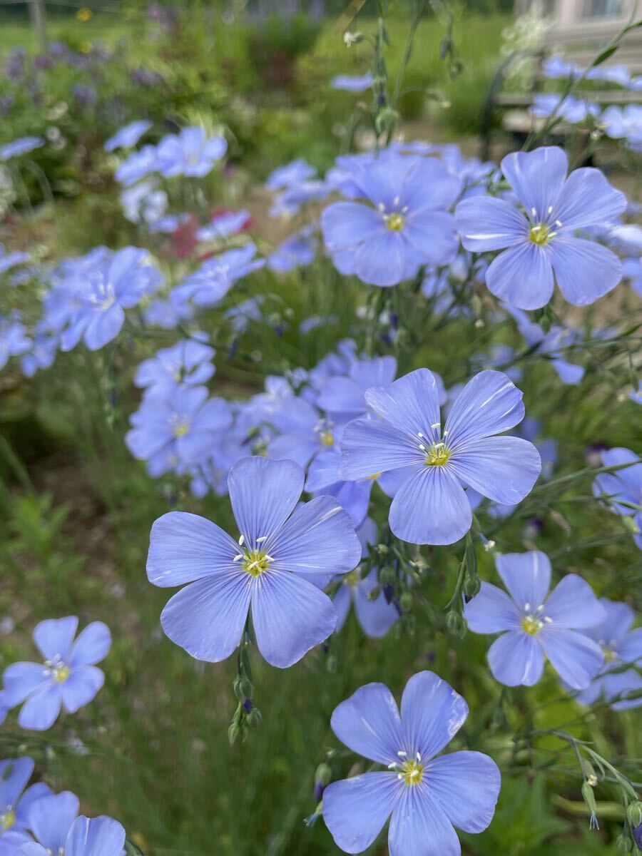 花種　フラックス　宿根亜麻　花殻約10個　北海道より_画像1