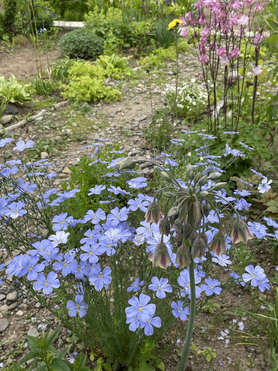 花種　フラックス　宿根亜麻　花殻約10個　北海道より_画像2
