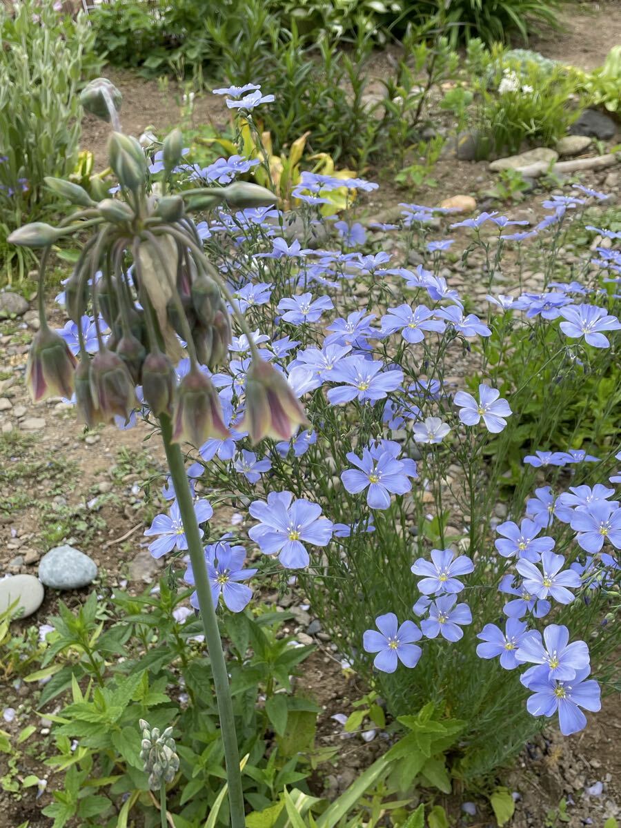 花種　フラックス　宿根亜麻　花殻約10個　北海道より_画像3