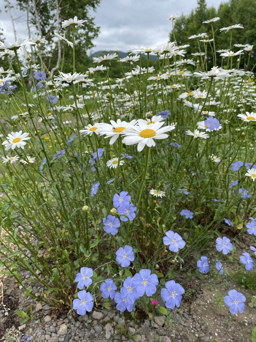 花種　フラックス　宿根亜麻　花殻約10個　北海道より_画像4