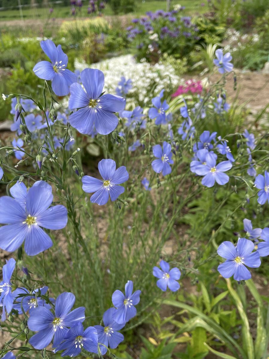 花種　フラックス　宿根亜麻　花殻約10個　北海道より_画像5