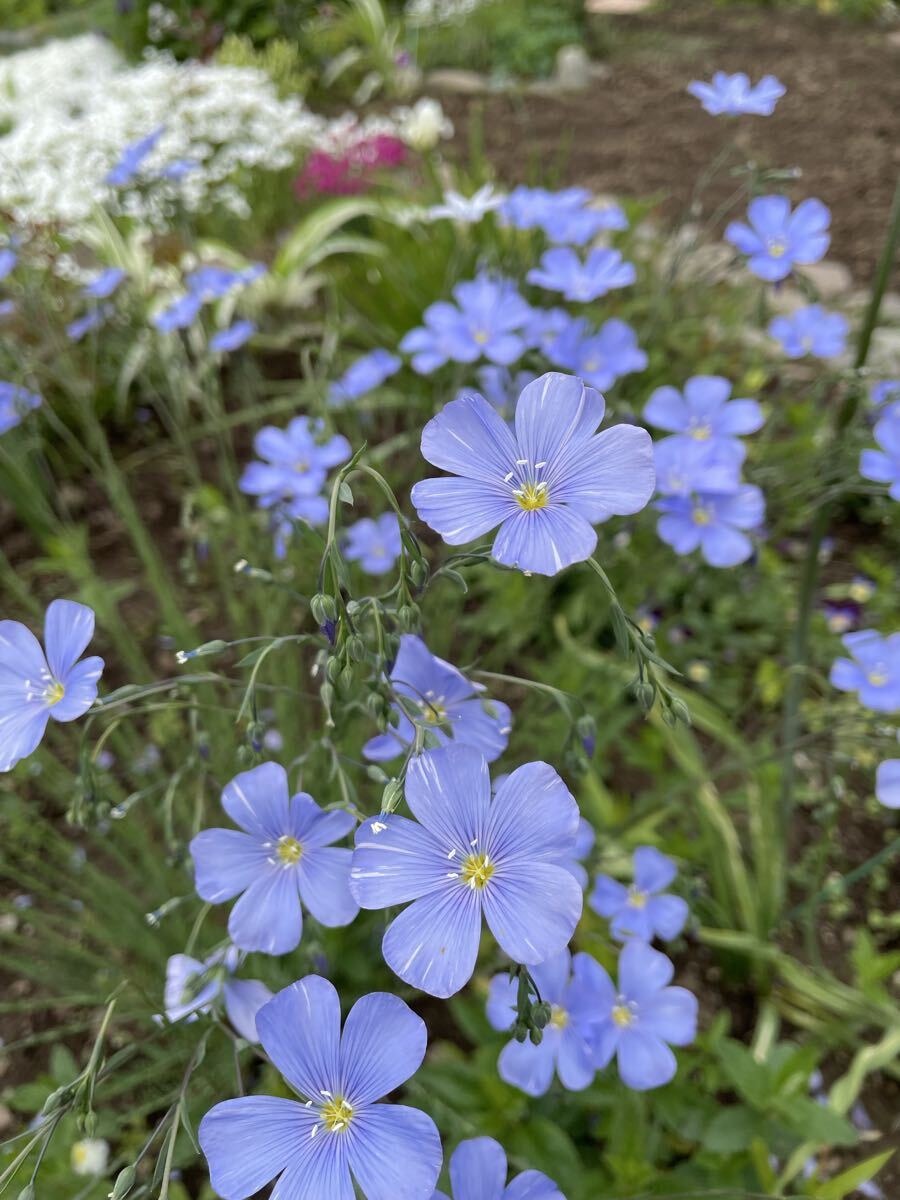 花種　フラックス　宿根亜麻　花殻約10個　北海道より_画像6