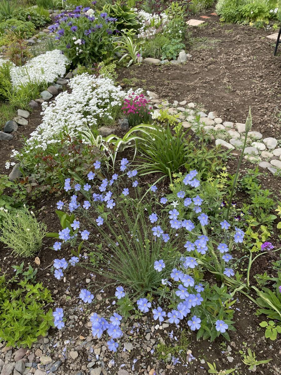 花種　フラックス　宿根亜麻　花殻約10個　北海道より_画像7