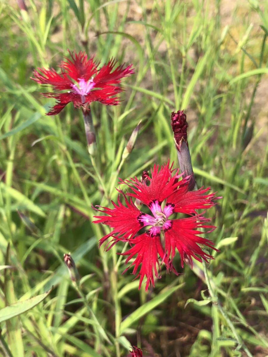 花種　河原撫子　カワラナデシコ　宿根草　約30粒　野草　北海道より_画像3