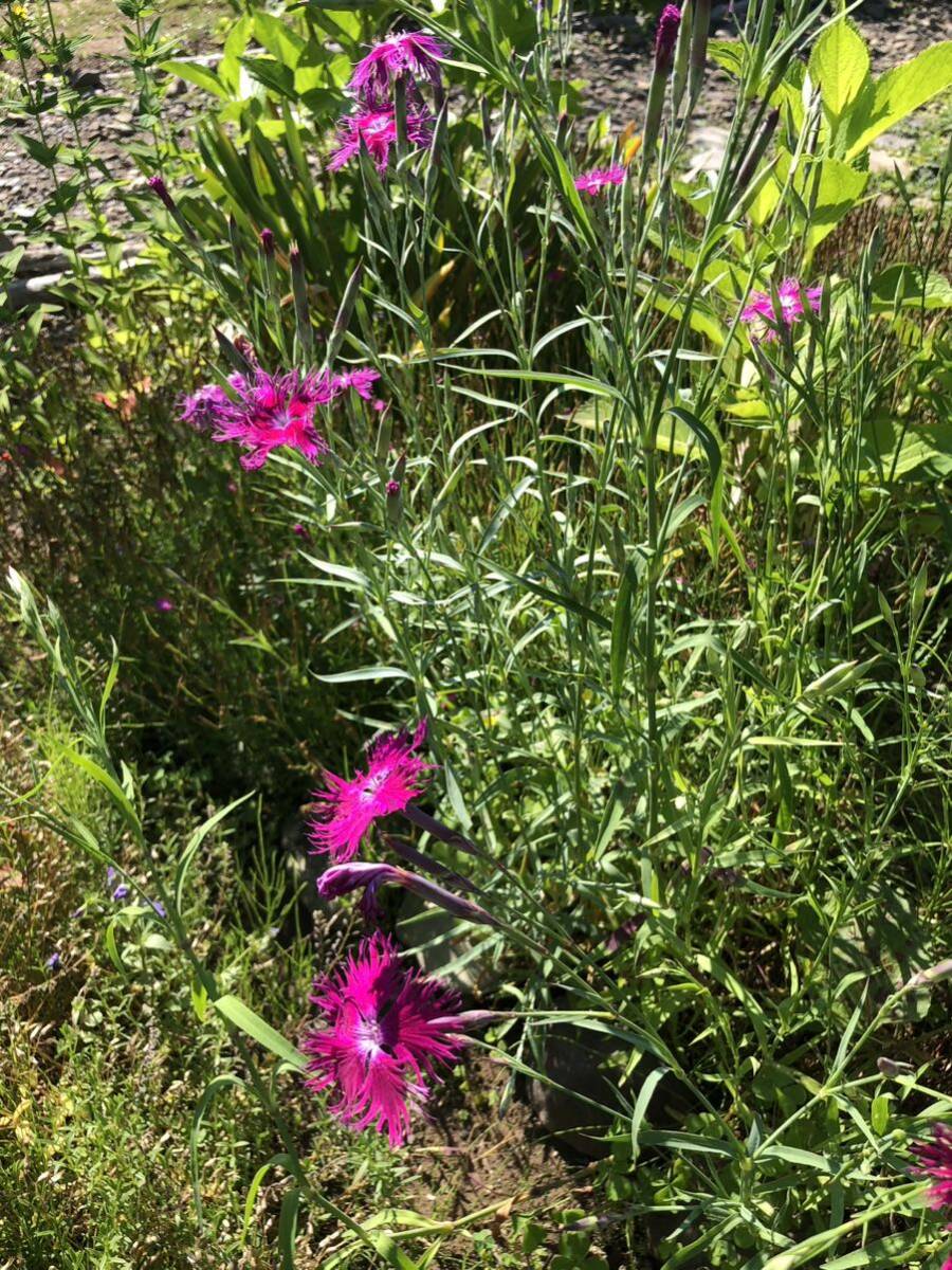 花種　河原撫子　カワラナデシコ　宿根草　約30粒　野草　北海道より_画像4