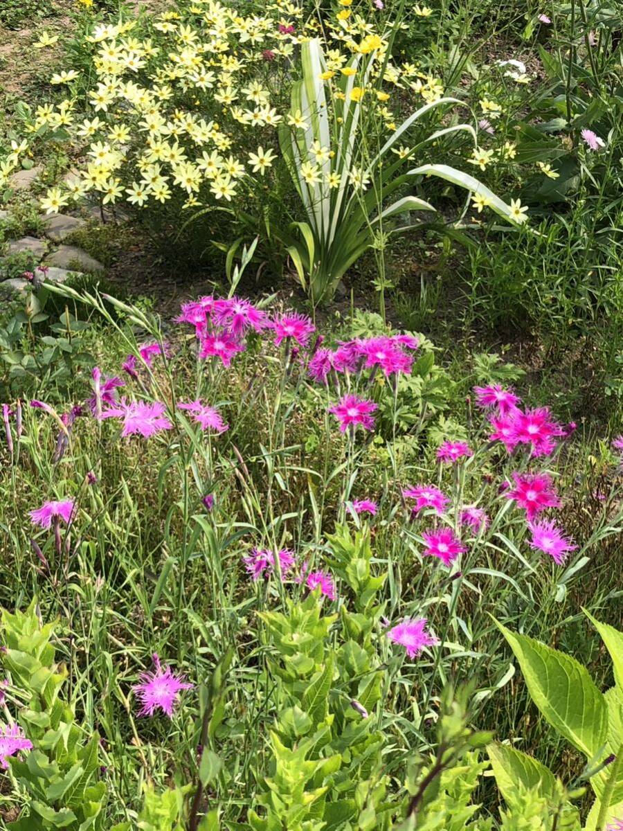 花種　河原撫子　カワラナデシコ　宿根草　約30粒　野草　北海道より_画像5