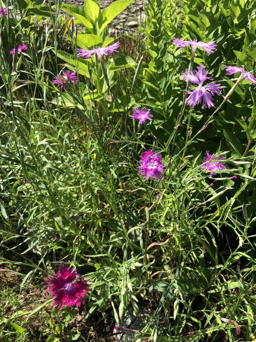 花種　河原撫子　カワラナデシコ　宿根草　約30粒　野草　北海道より_画像7