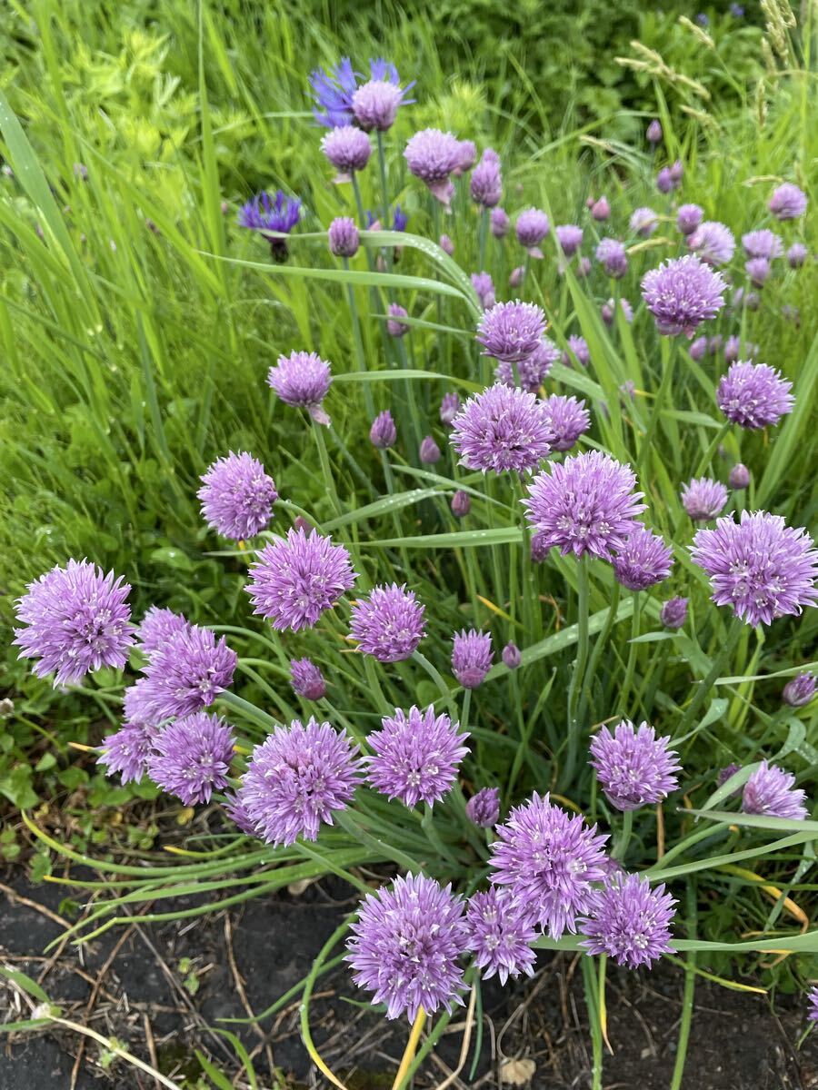 花種　チャイブ　西洋アサツキ　宿根　約20粒　北海道より_画像1