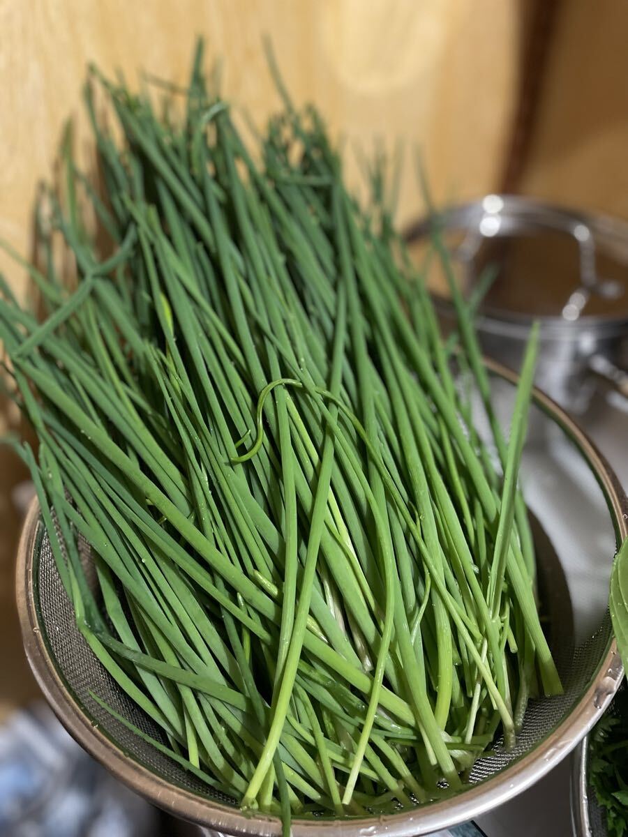 花種　チャイブ　西洋アサツキ　宿根　約20粒　北海道より_画像2