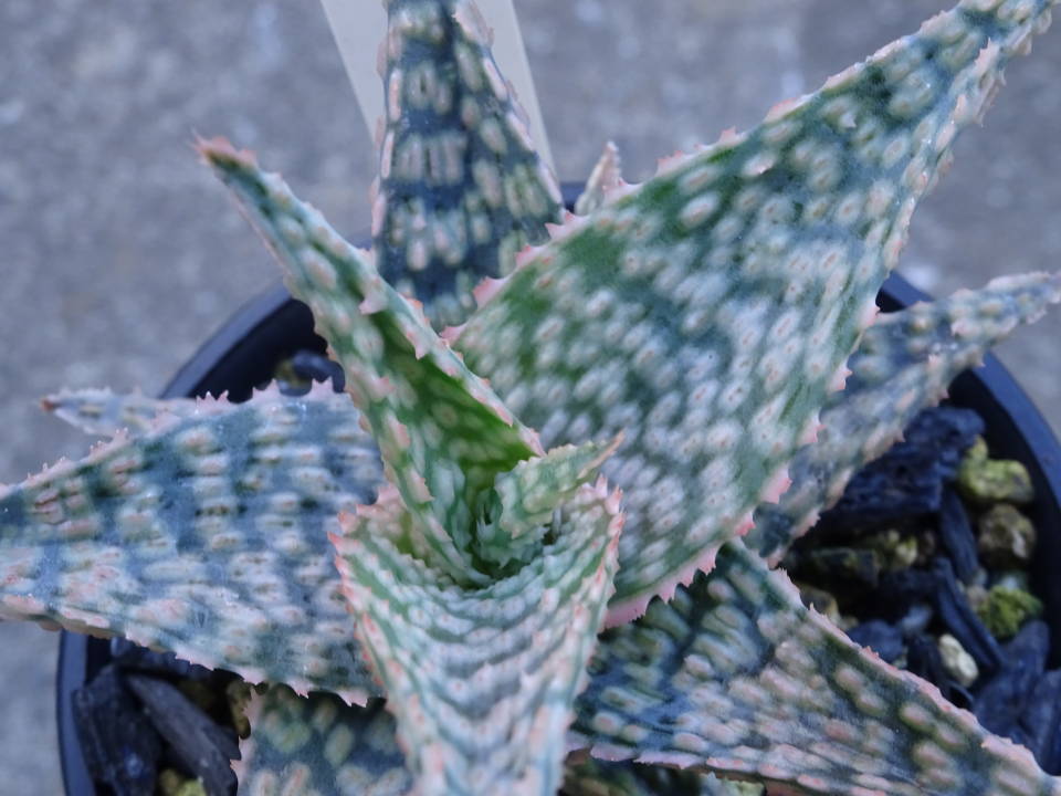 * алоэ ' moonglow ' -1* кактус * много мясо 