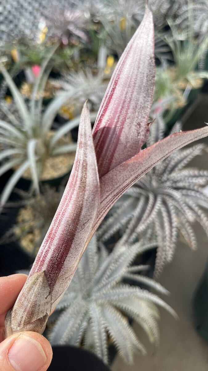  Neo rege задний Neoregelia 'Bird Rock' from Bird Rock Tropicals US