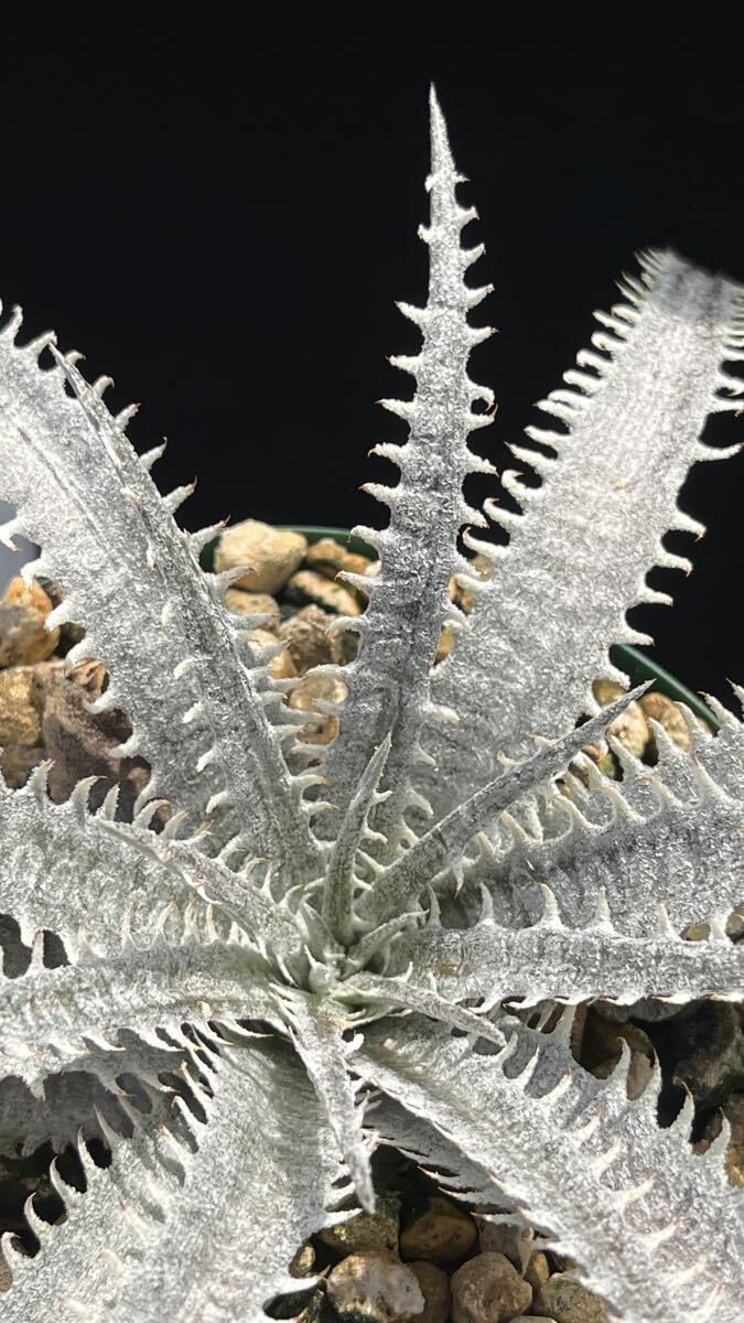 ti Kia Dyckia *Warren'wa Len Bill Baker*s hybrid from Bryn Chan