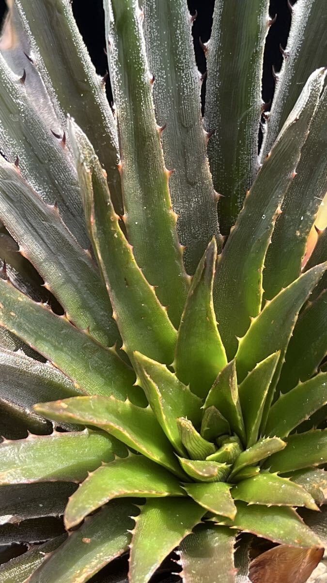 ti Kia Dyckia reitzil v. rubra from Tropiflora