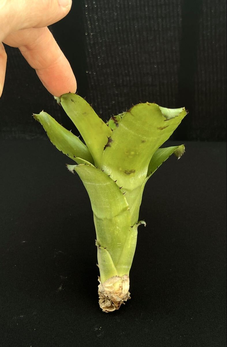  Bill bell механизм Billbergia horrida from Michael's Bromeliads US питомник оригинал с биркой 