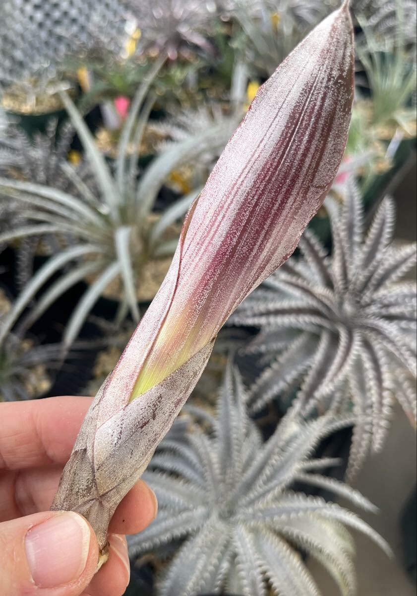  Neo rege задний Neoregelia 'Bird Rock' from Bird Rock Tropicals US