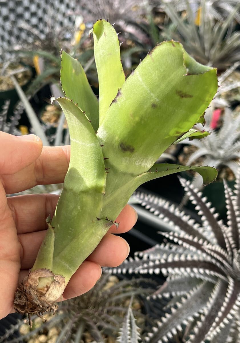  Bill bell механизм Billbergia horrida from Michael's Bromeliads US питомник оригинал с биркой 