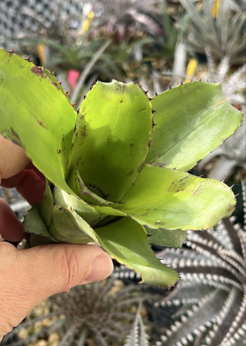  Bill bell механизм Billbergia horrida from Michael's Bromeliads US питомник оригинал с биркой 