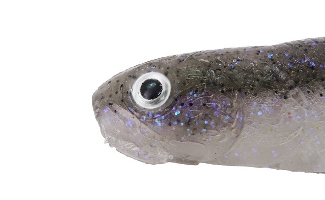 ボトムアップ ヴァラップミノー5インチ #T216 ゴールデンシャッド エコ認定商品_画像6