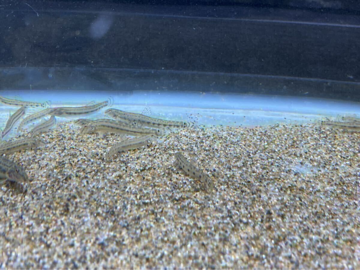 【土日発送、5匹＋1匹セット】　シマドジョウ　約4〜5センチ　大きくならない　（メダカ、黒メダカ、めだか、ヌマエビ、どじょう、_画像2