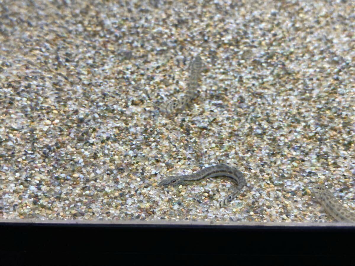 【土日発送、5匹＋1匹セット】　シマドジョウ　約4〜5センチ　大きくならない　（メダカ、黒メダカ、めだか、ヌマエビ、どじょう、_画像4