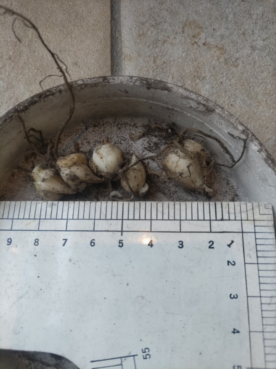 百合　銀河　小粒球根5個_画像1