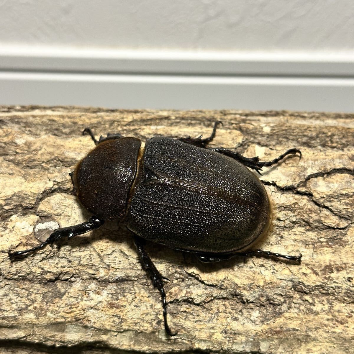 【RPM】ヘラクレスオオカブト　新成虫　オス132mm　メス70mm ペア出品　極太極短　C68メテオ　DHヘラクレス_画像6