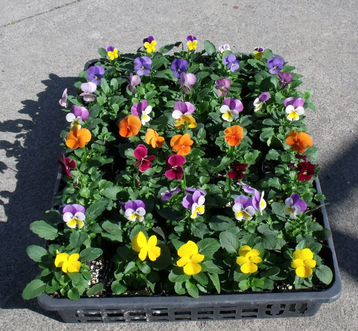 [ сельское хозяйство .]# viola 4 цвет Mix # цветок рассада 20 pot *3