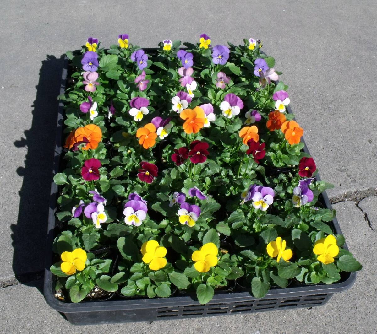 [ сельское хозяйство .]# viola 4 цвет Mix # цветок рассада 20 pot *3