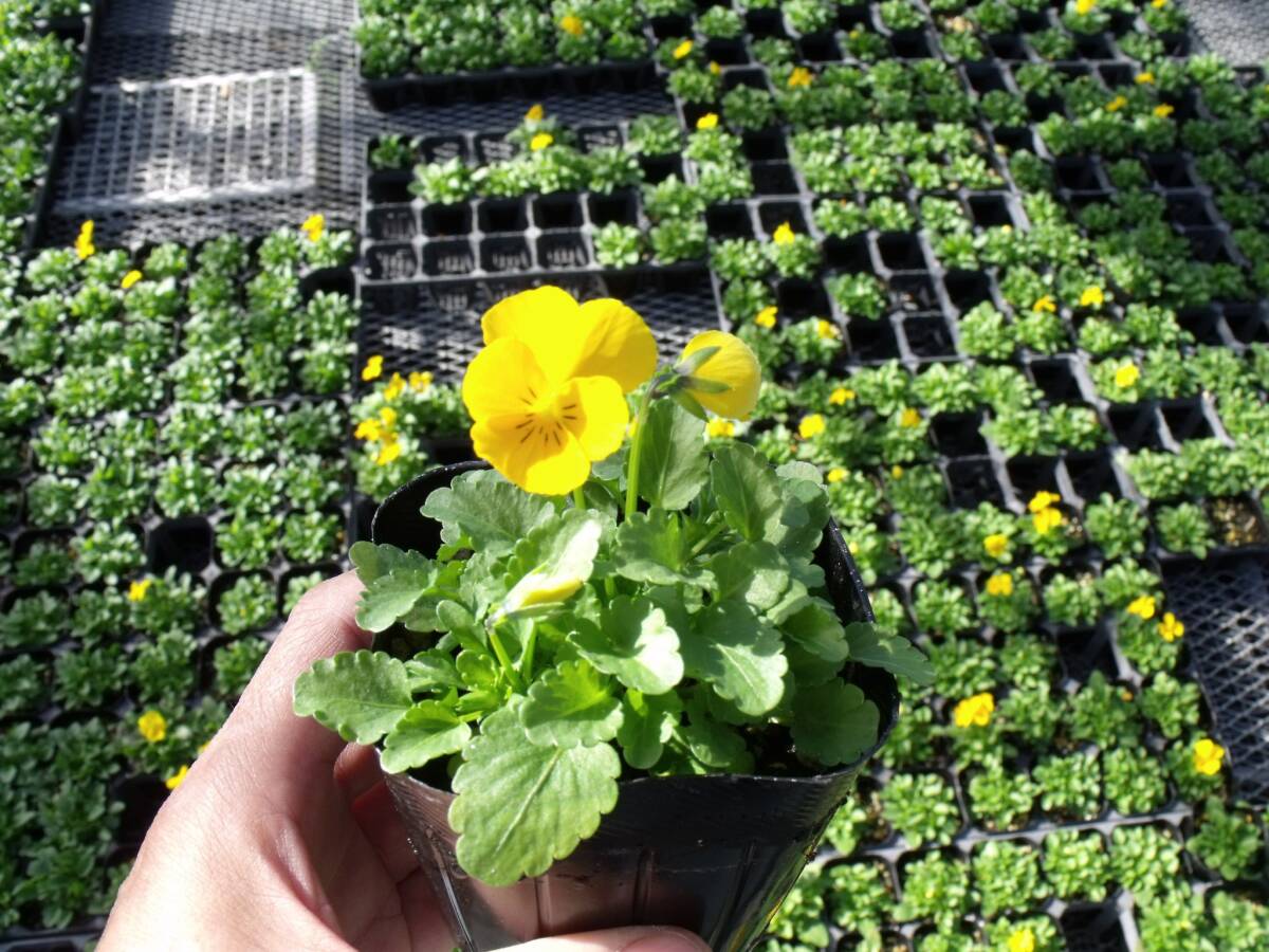 [ сельское хозяйство .]# viola 4 цвет Mix # цветок рассада 20 pot *3