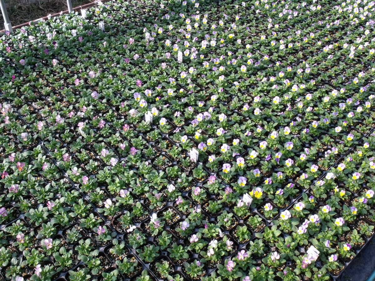 [ сельское хозяйство .]# viola 4 цвет Mix # цветок рассада 20 pot *3