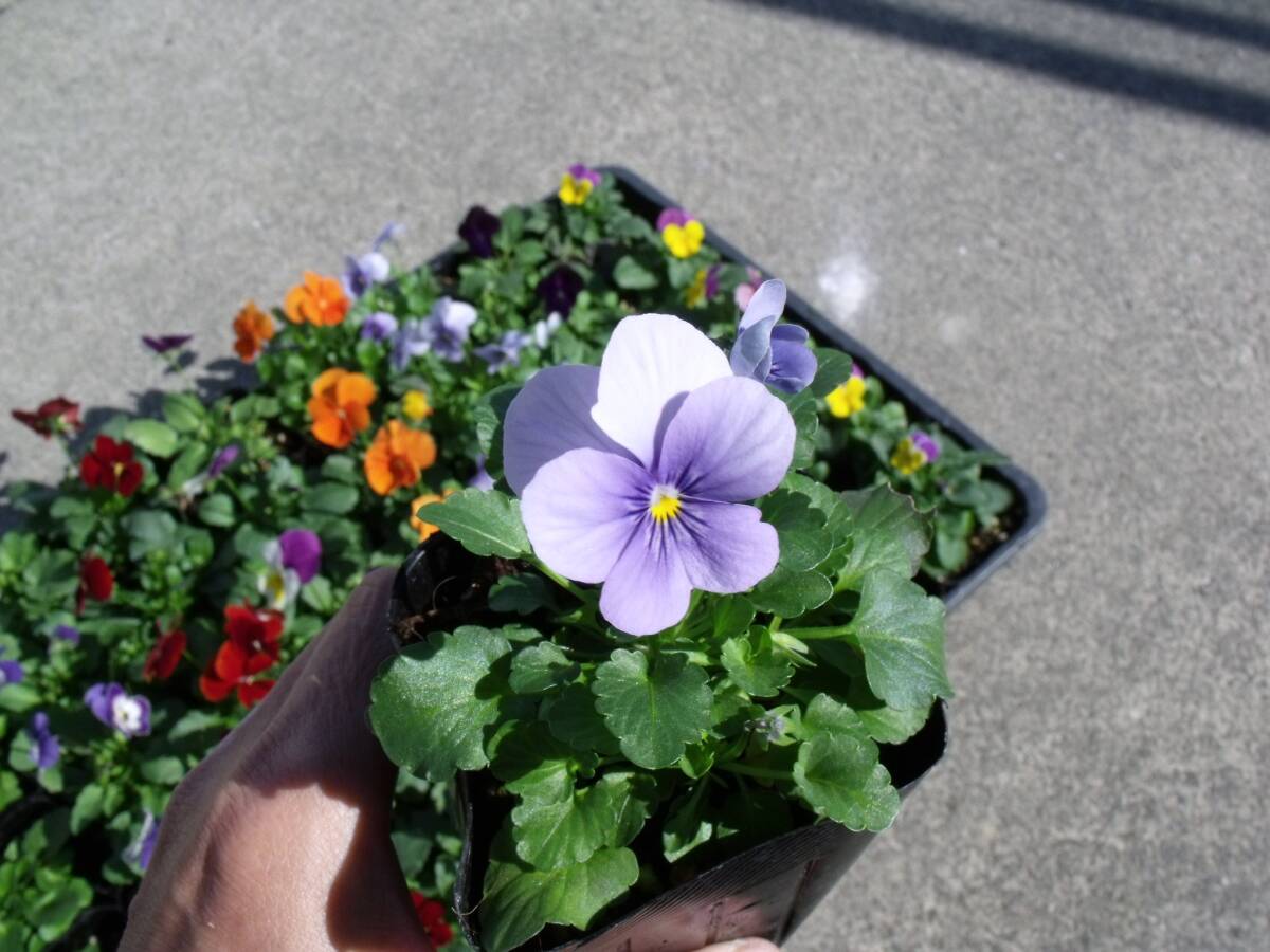 [ сельское хозяйство .]# viola 4 цвет Mix # цветок рассада 20 pot *3