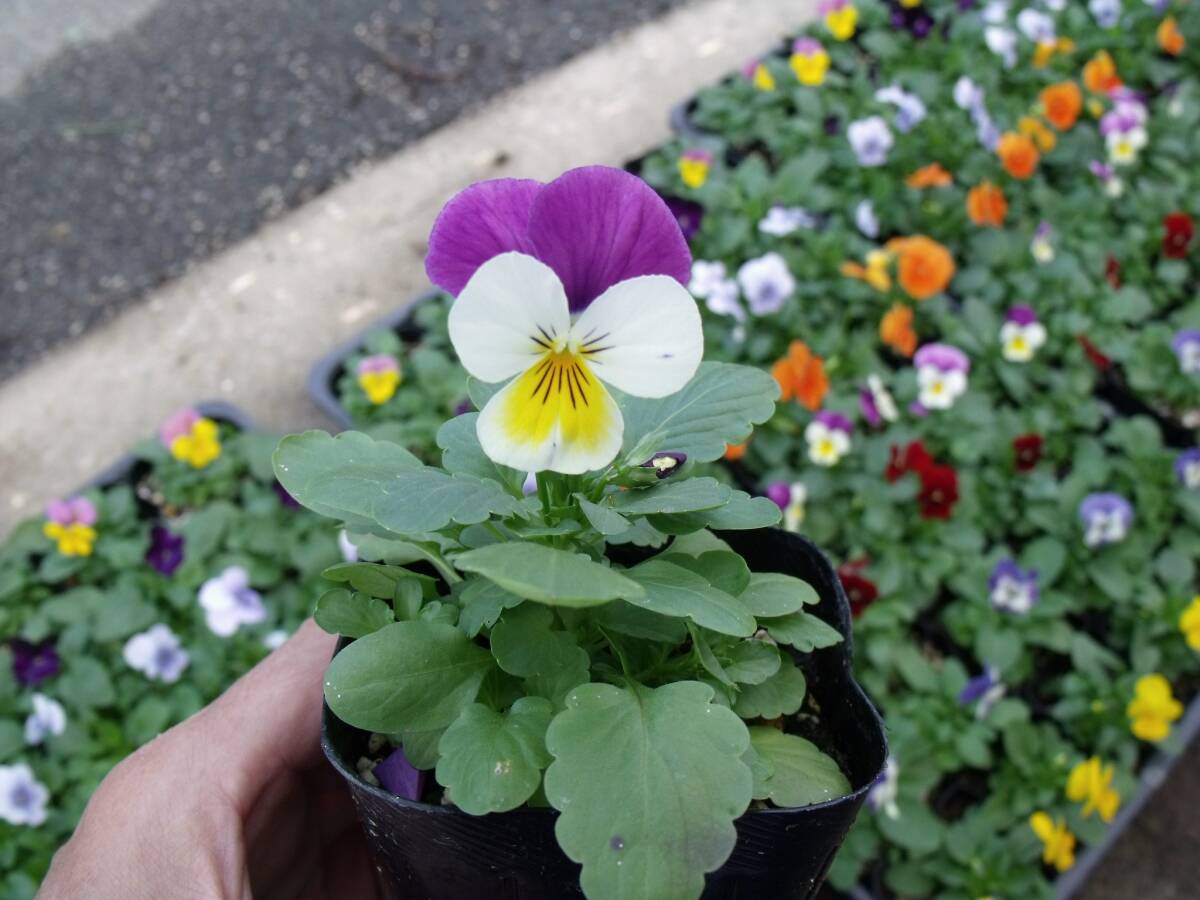 [ сельское хозяйство .]# viola 4 цвет Mix # цветок рассада 20 pot *3