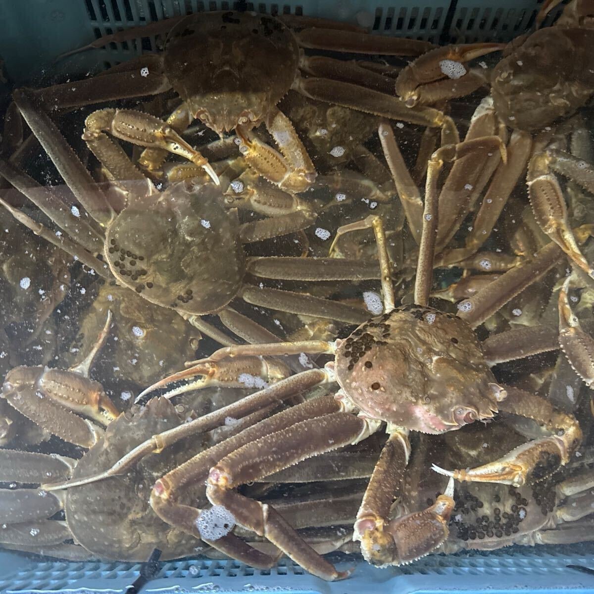 山陰境港産　活松葉ガ二 1尾500gup 1箱3尾入り　商品説明良くお読みください　サービス品_画像1